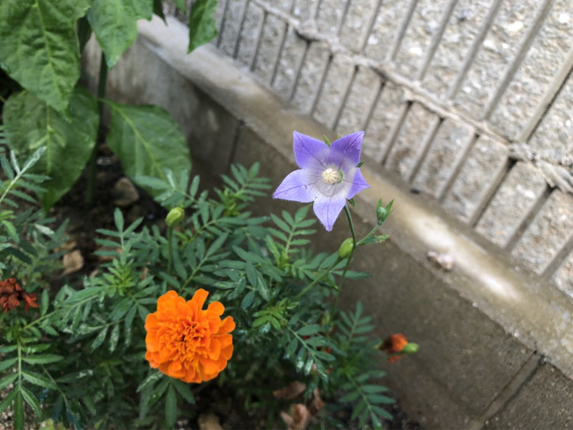 キキョウの花が咲きました