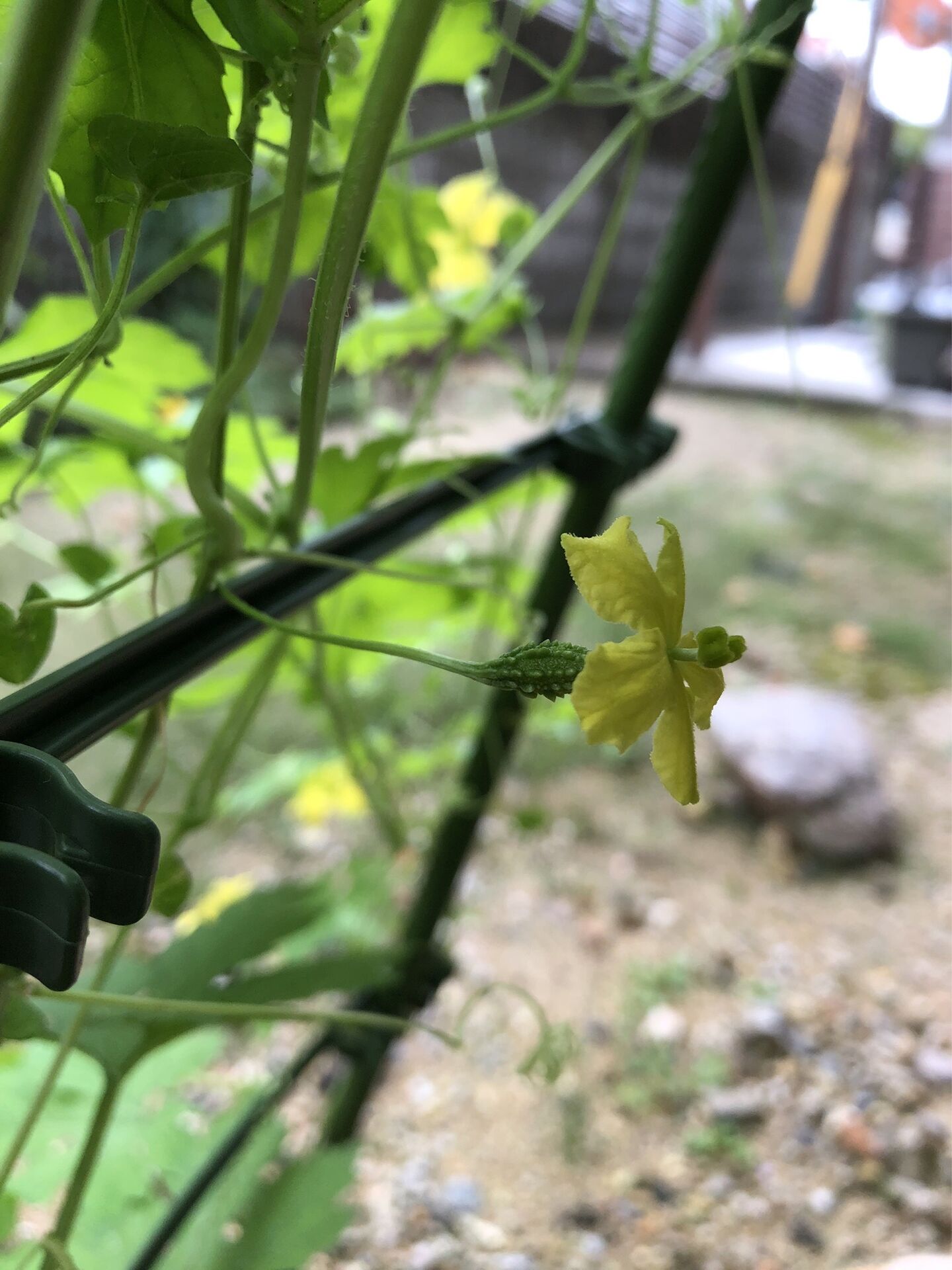 ゴーヤの雌花が咲きました