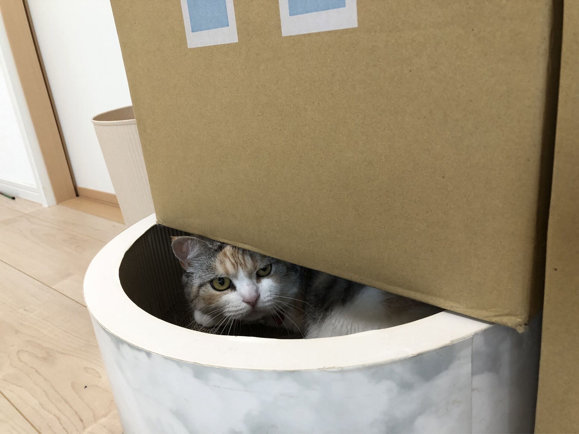我が家の猫、メロとアルマ