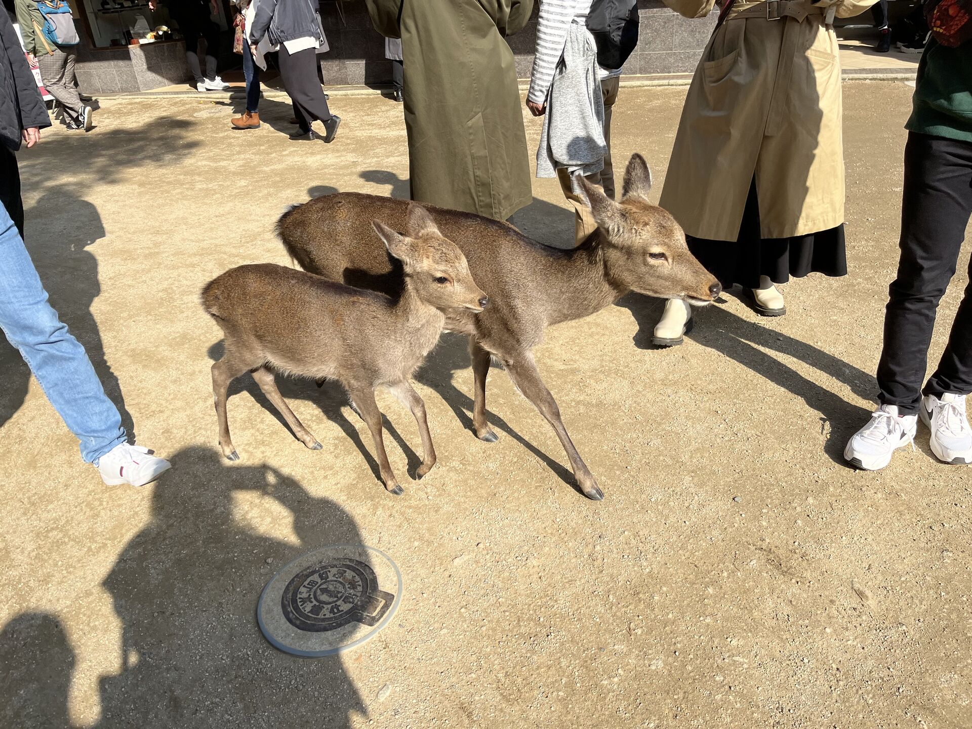 社員の休日～宮島～