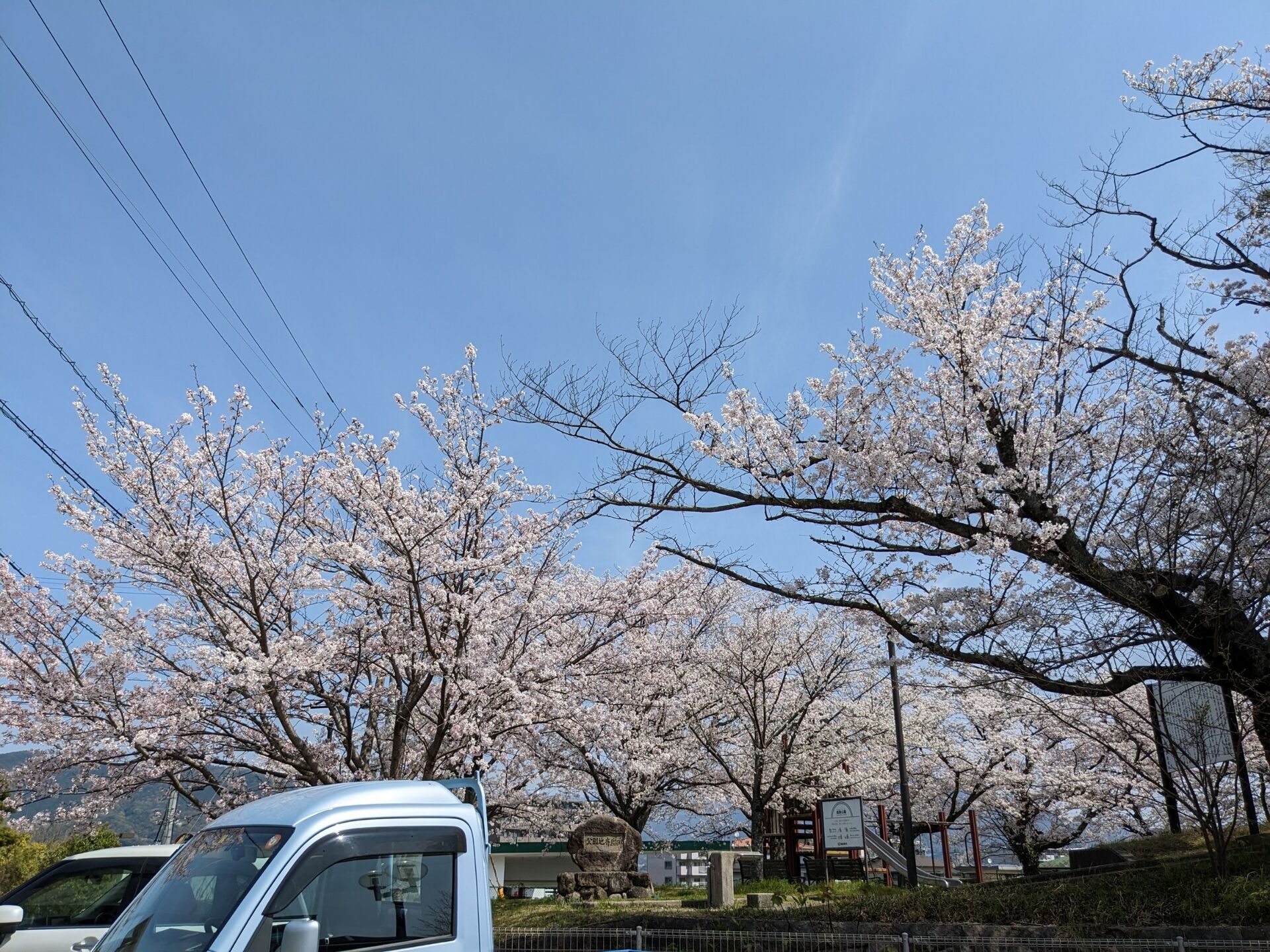 お花見がてら外でお昼ごはん♪