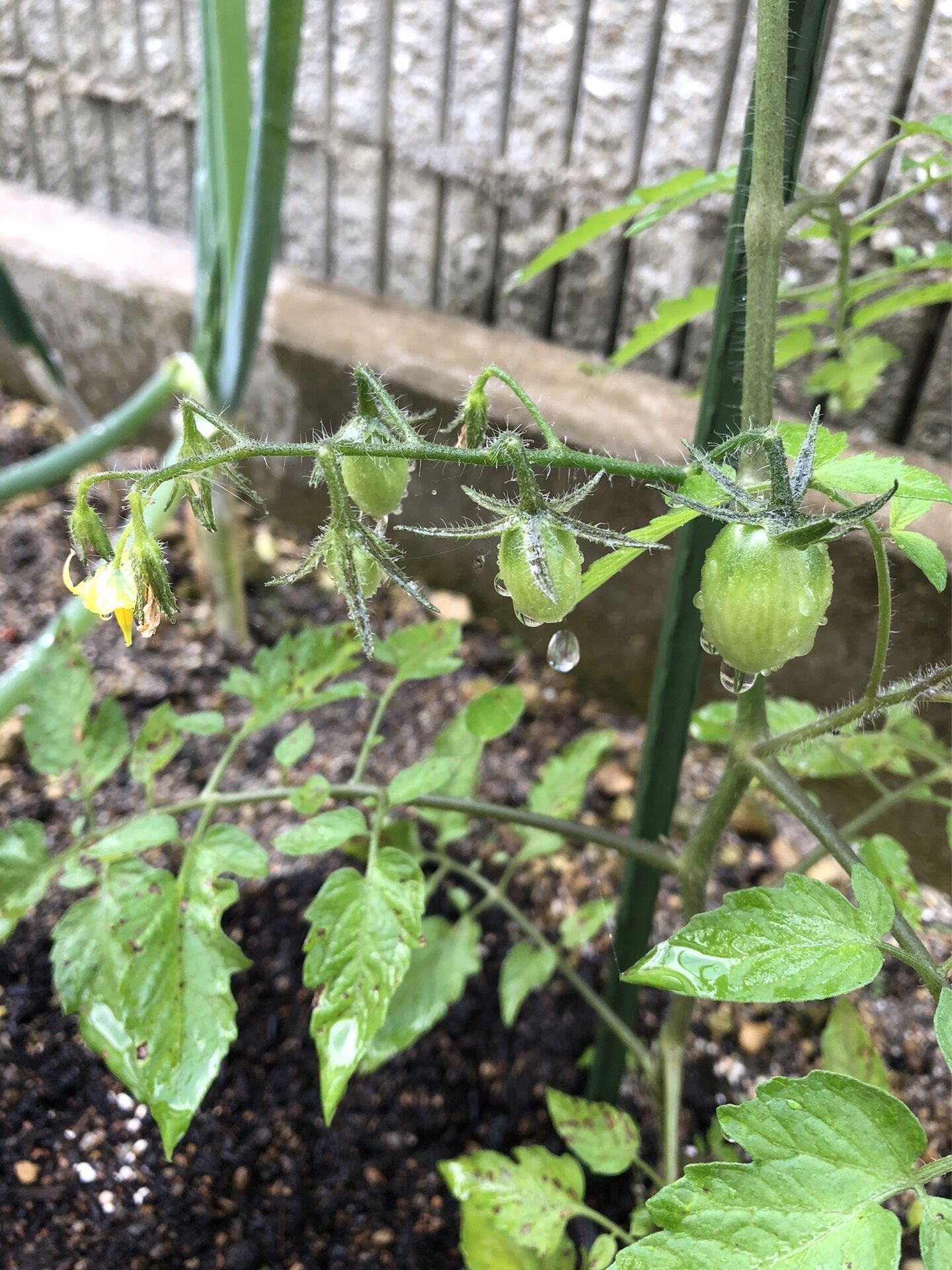 今年もたくさん夏野菜を植えました