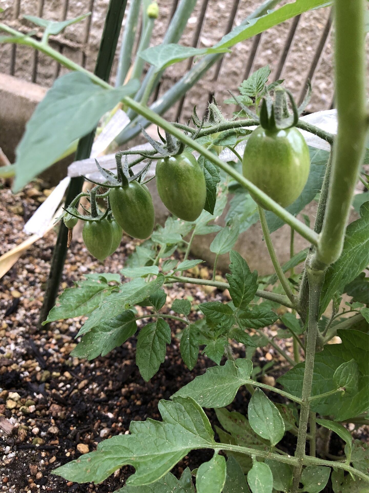 梅雨入りして野菜も急成長しました