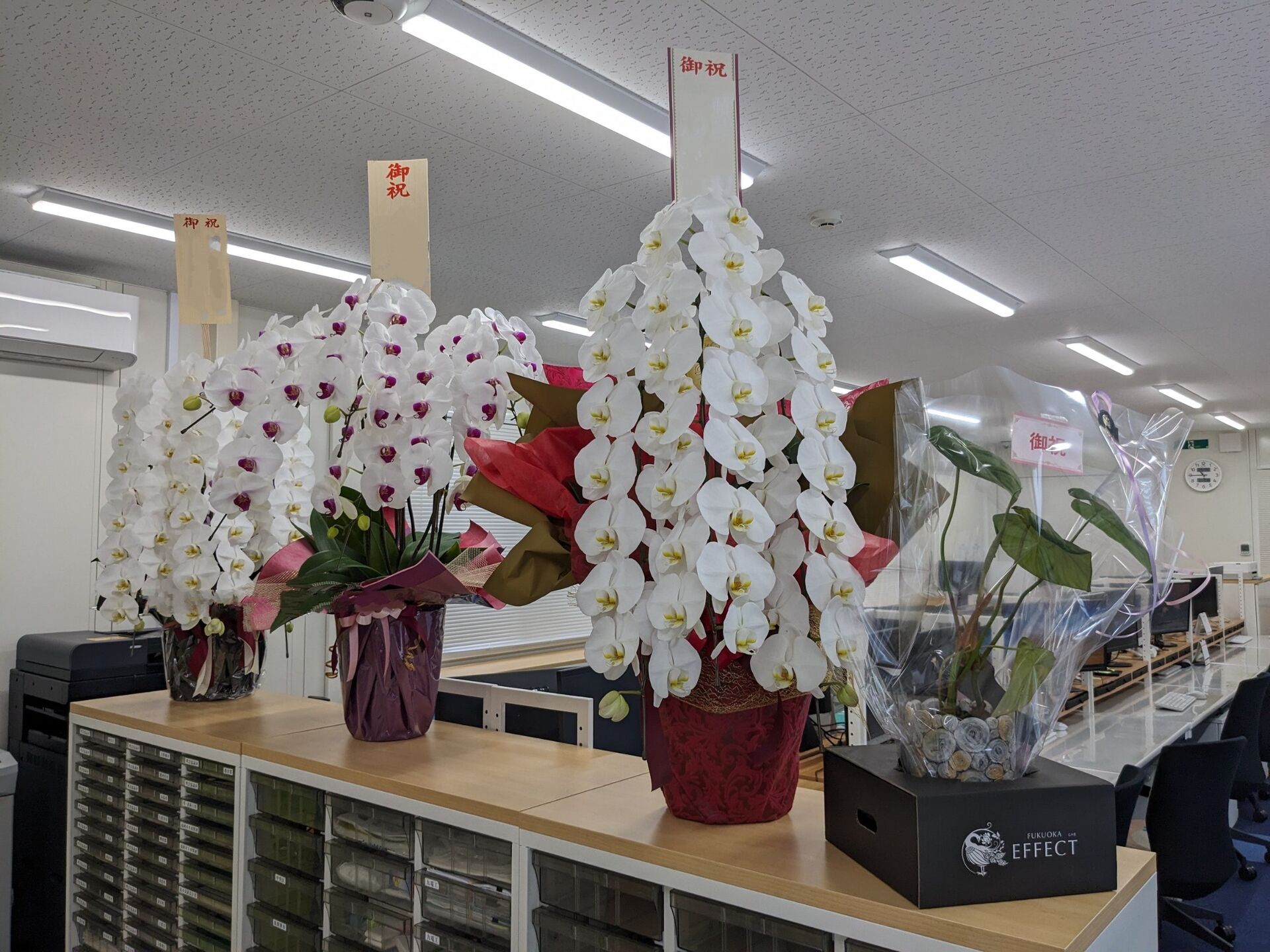 お祝いのお花をたくさん頂きました